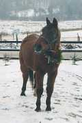 cesamarabians.com Cesam