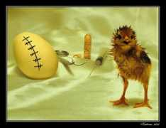 photoforum.ru Cesarean