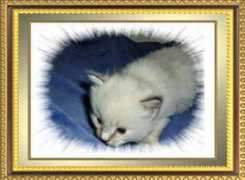 ragdoll.co.at Cesario