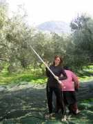 Cesem