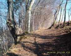 Cesta