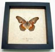butterfly-designs.com Cethosia