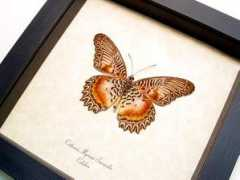 butterfly-designs.com Cethosia