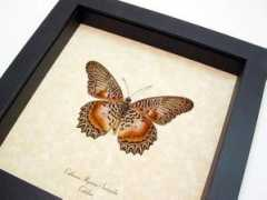 butterfly-designs.com Cethosia