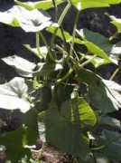 correrenelverde.it Cetriolo