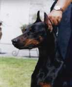 lasarmoniaskennel.com Ceydy