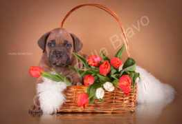 cane-korso.com Cezarina