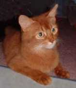 Chabelle