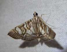 jpmoth.org Chabula