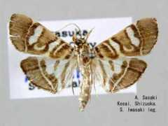 jpmoth.org Chabula