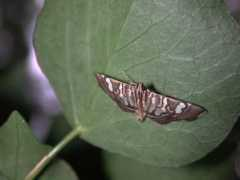 jpmoth.org Chabula
