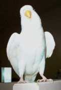 Chachai