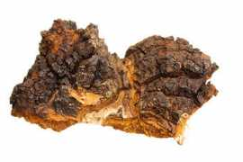 Chaga