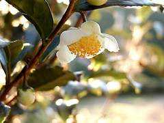 Chahana