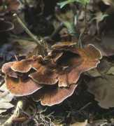 Chahari