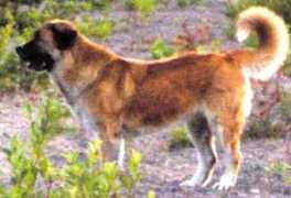 kennelmarquee.com Chahita