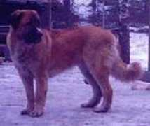 kennelmarquee.com Chahita