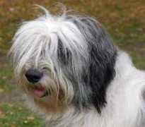 kennelmarquee.com Chahita