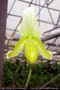 slipperorchid.com Chaiara