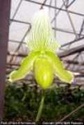 slipperorchid.com Chaiara