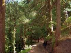 Chail