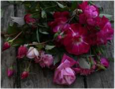 antiquerosegarden.dreamblog.jp Chainas