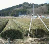 Chakari