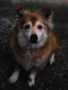 Chako