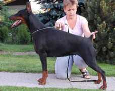 dobermann-review.com Chakori
