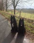 en.dizinxavi.nl Chakotay