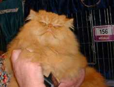 world-of-orange.co.uk Chaldecott