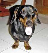 gotdogsonline.com Chalida