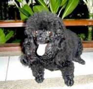 gotpetsonline.com Chalida