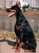 dobermann-review.com Chalima