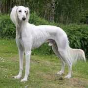salukis.de Chaliman