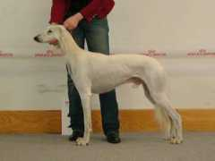 saluki.cz Chaliman
