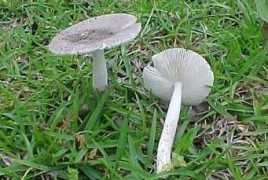 Chalky