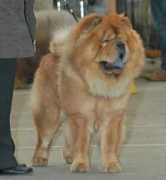 netchows.com Chalons