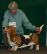 kalvskinnet.com Chalott