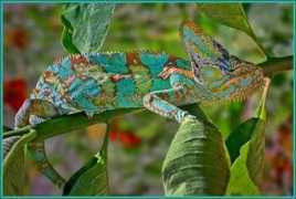 constellationsofwords.com Chamaeleon