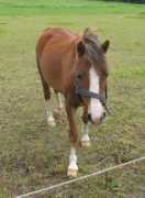 gaershoej.dk Chamaine
