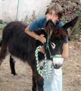 petbr.com.br Chamamo