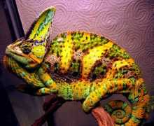 topnews.in Chameleon