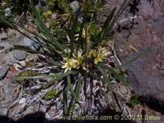 chileflora.com Chamelo