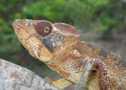 itsnature.org Chamelon