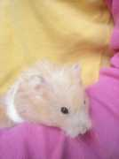 vivapets.es Chamico