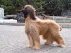 afghanen.nl Chamier