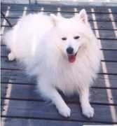 canis.se Chamino