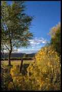 newmexicophotos.com Chamisa