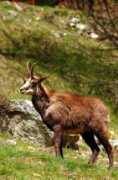 Chamois